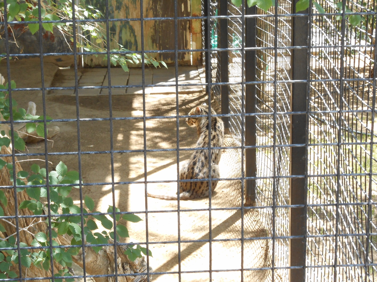 Simi Valley Corvettes