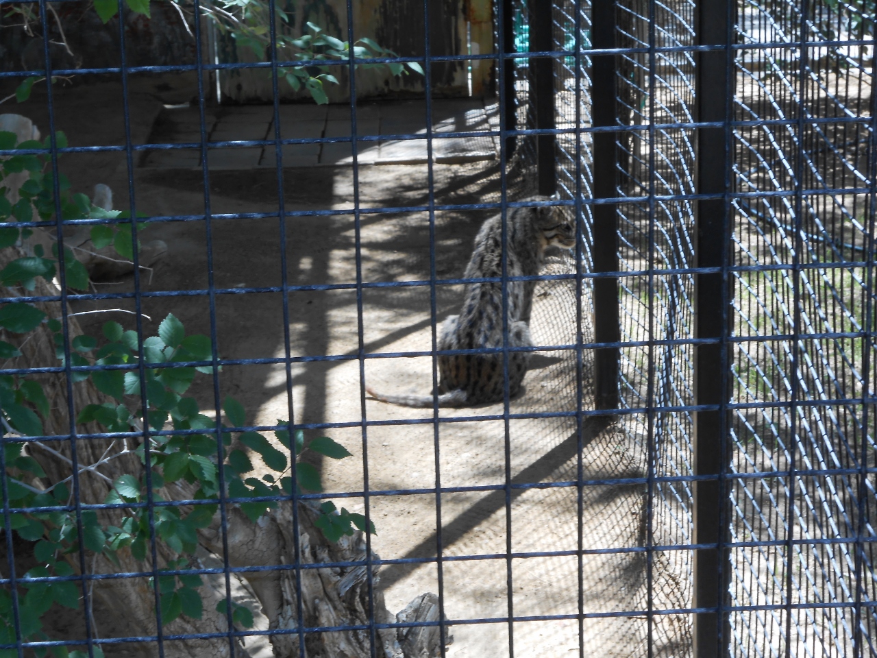 Simi Valley Corvettes