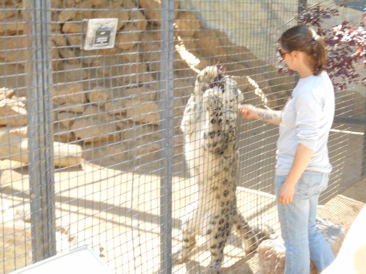 Simi Valley Corvettes