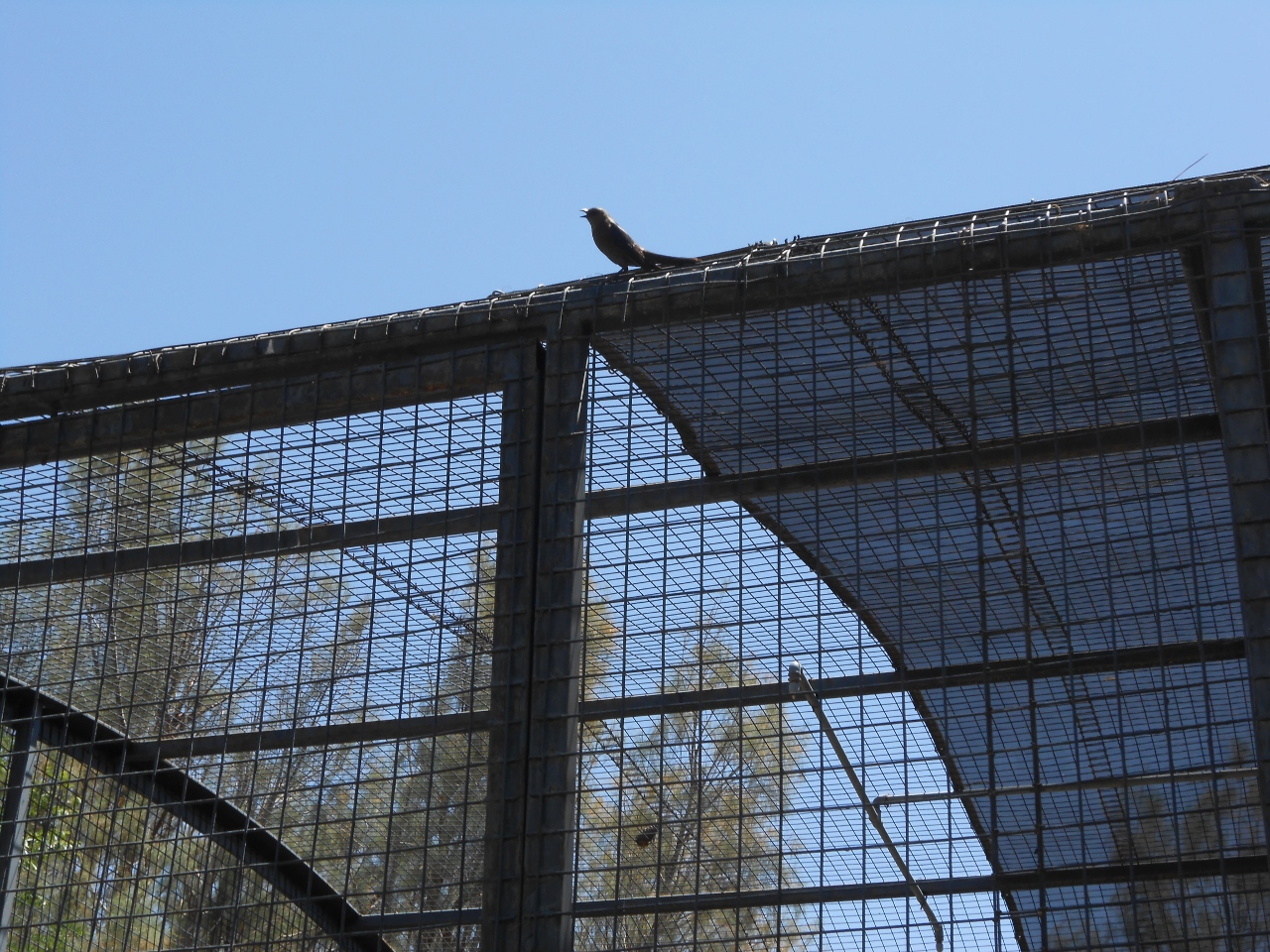 Simi Valley Corvettes
