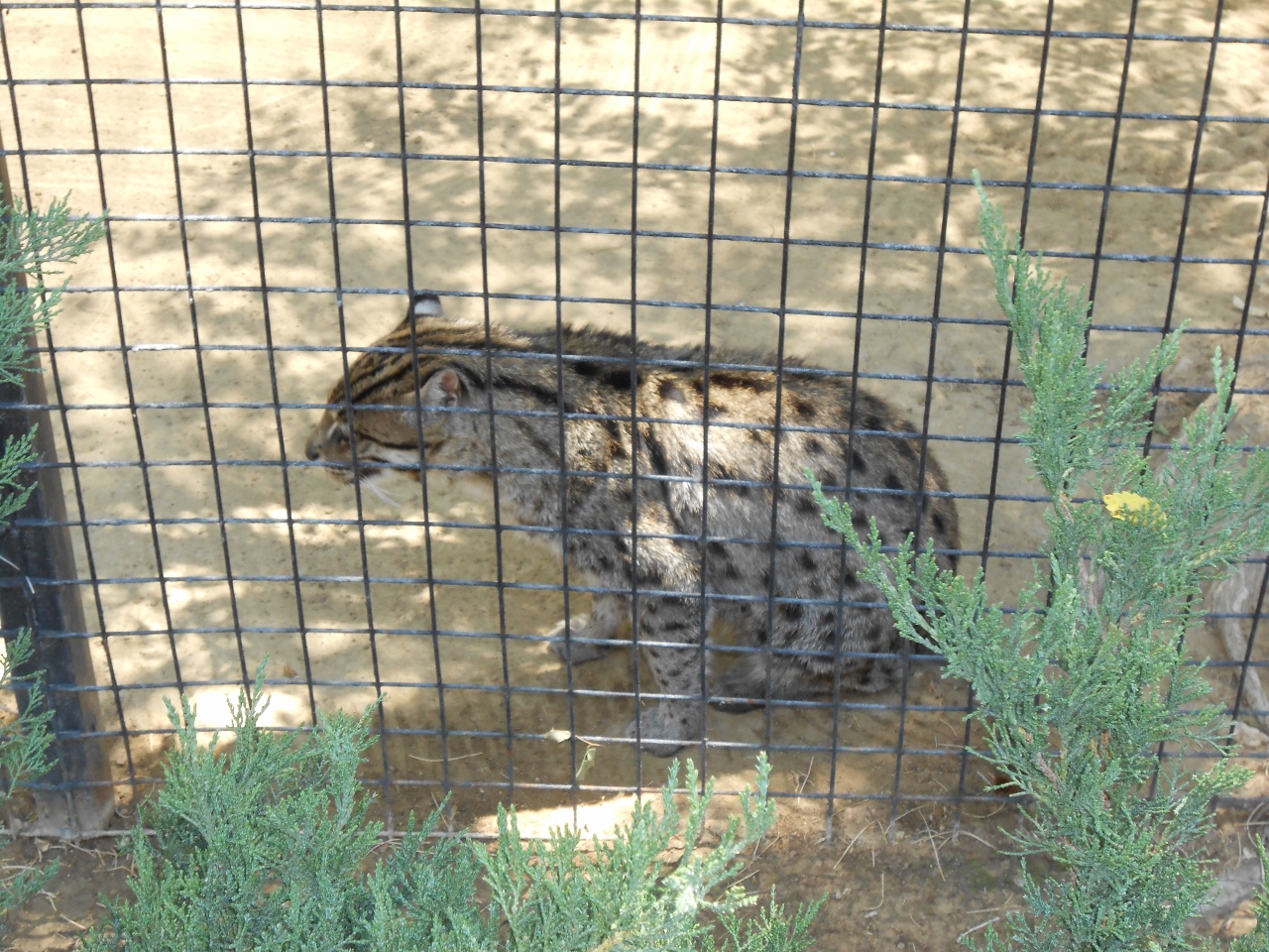 Simi Valley Corvettes