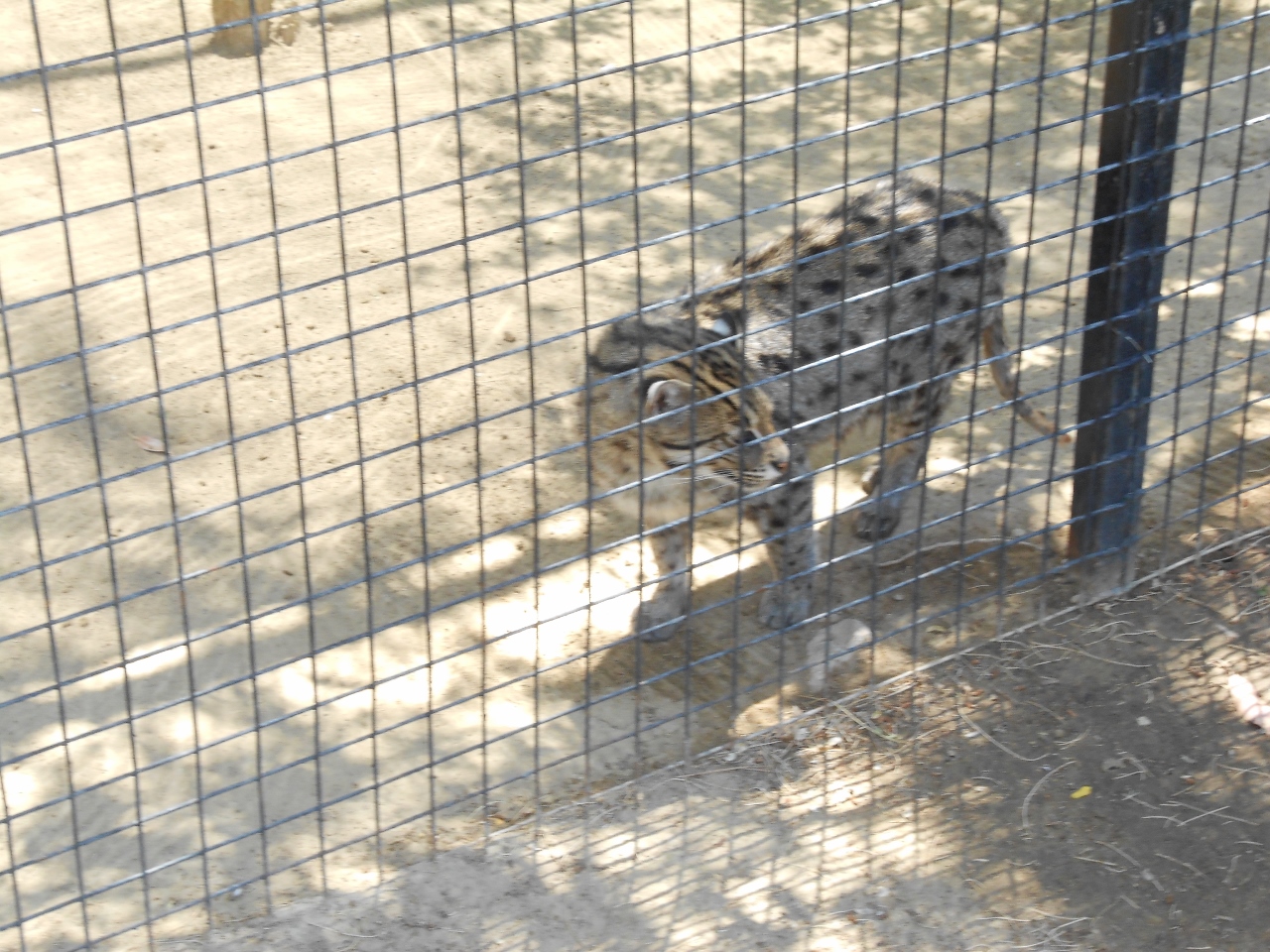 Simi Valley Corvettes