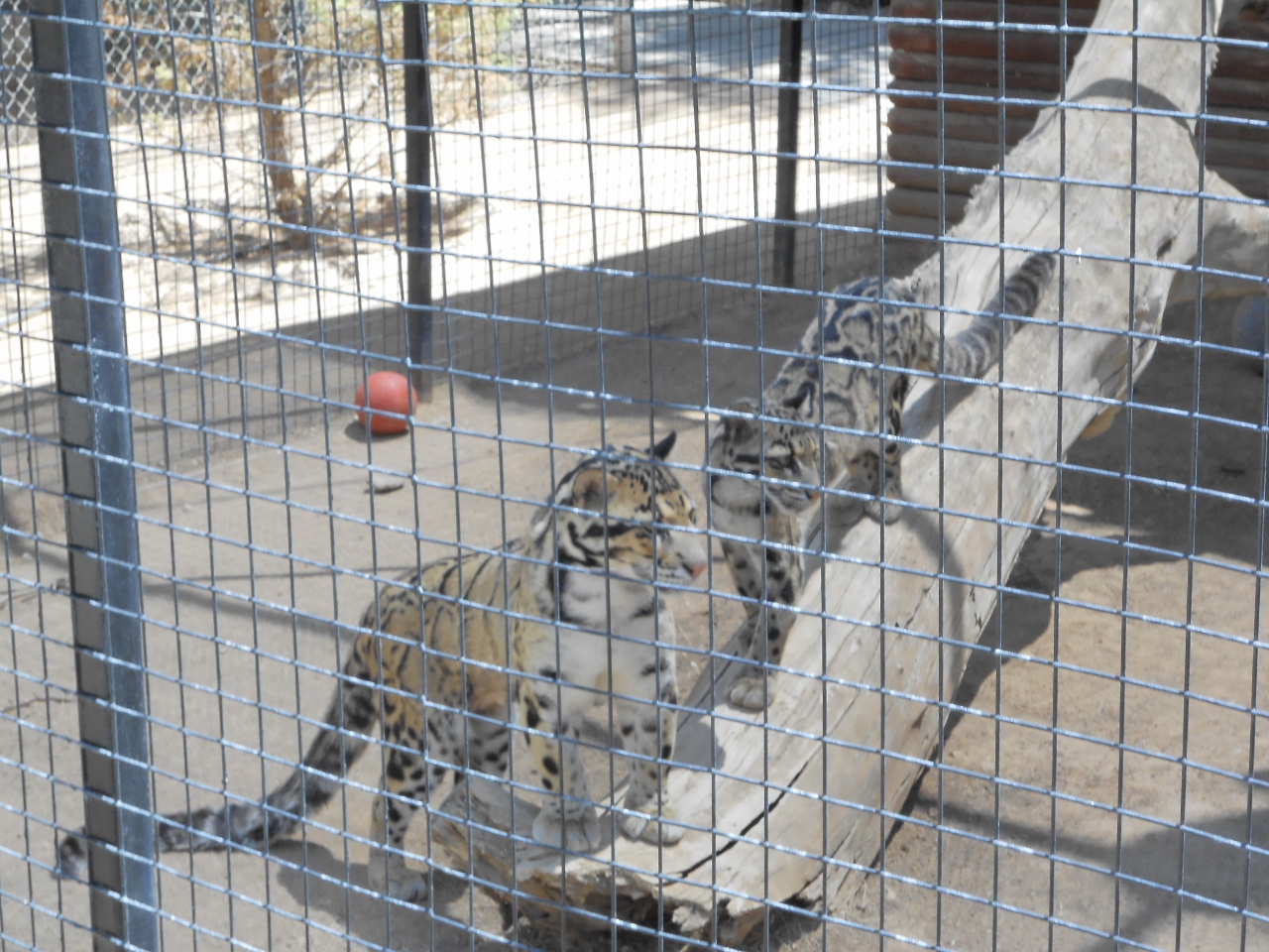 Simi Valley Corvettes