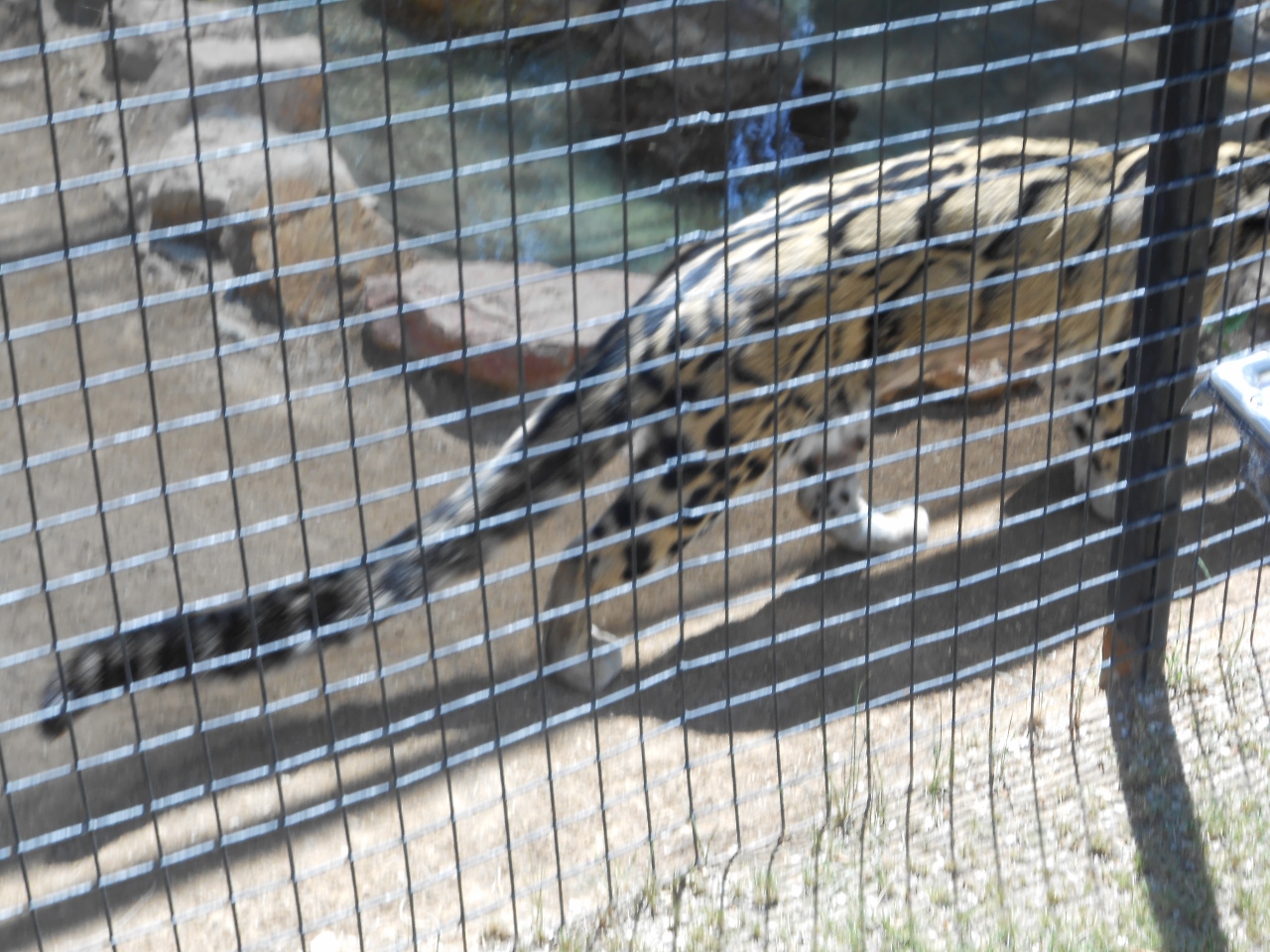 Simi Valley Corvettes