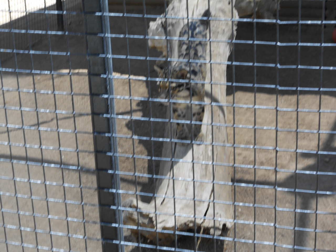 Simi Valley Corvettes