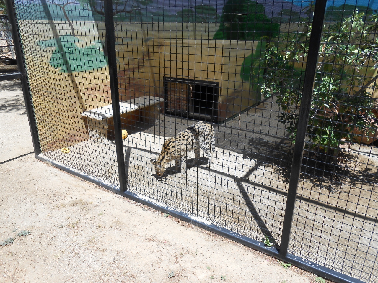 Simi Valley Corvettes