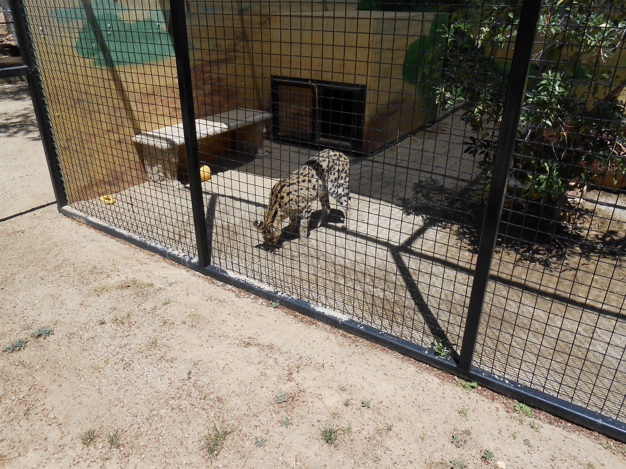 Simi Valley Corvettes