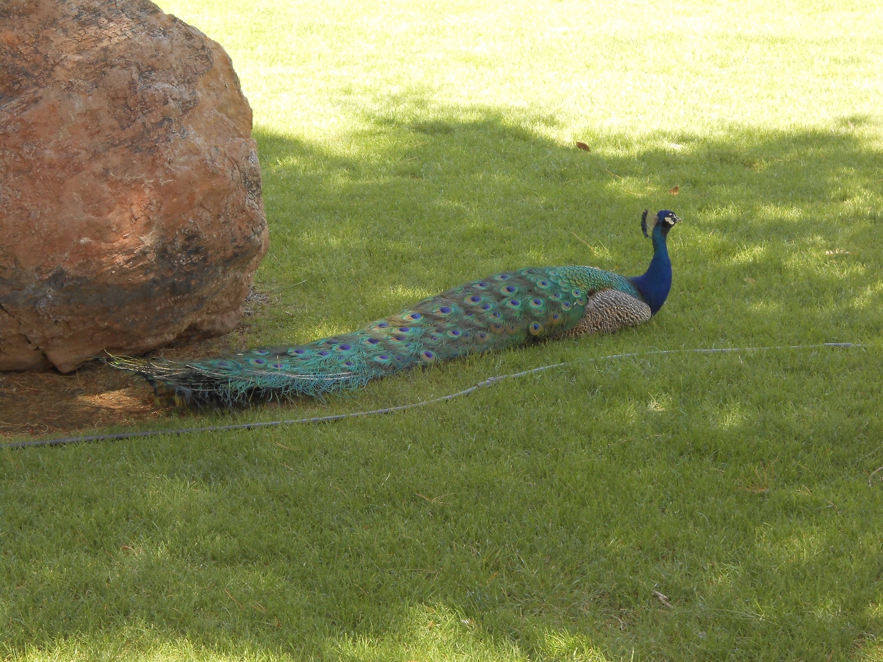 Simi Valley Corvettes