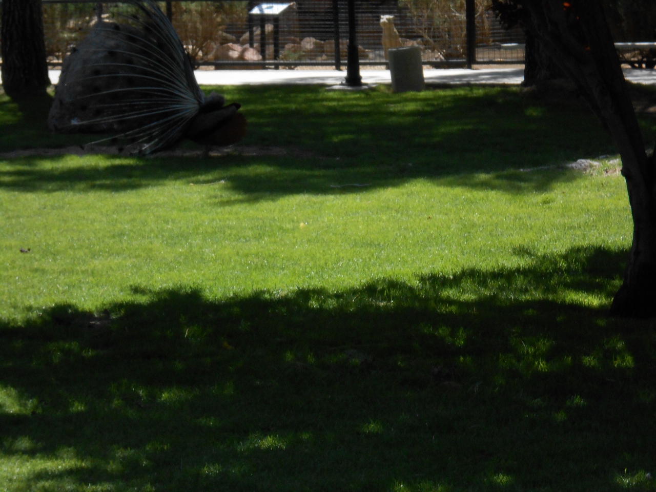 Simi Valley Corvettes