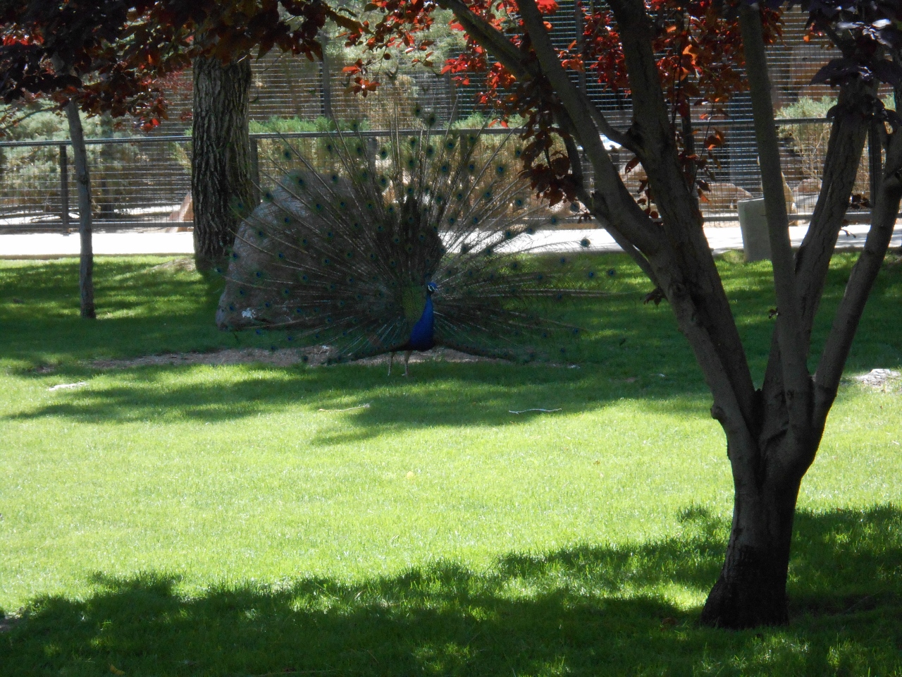 Simi Valley Corvettes