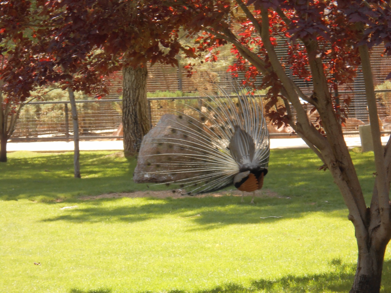 Simi Valley Corvettes