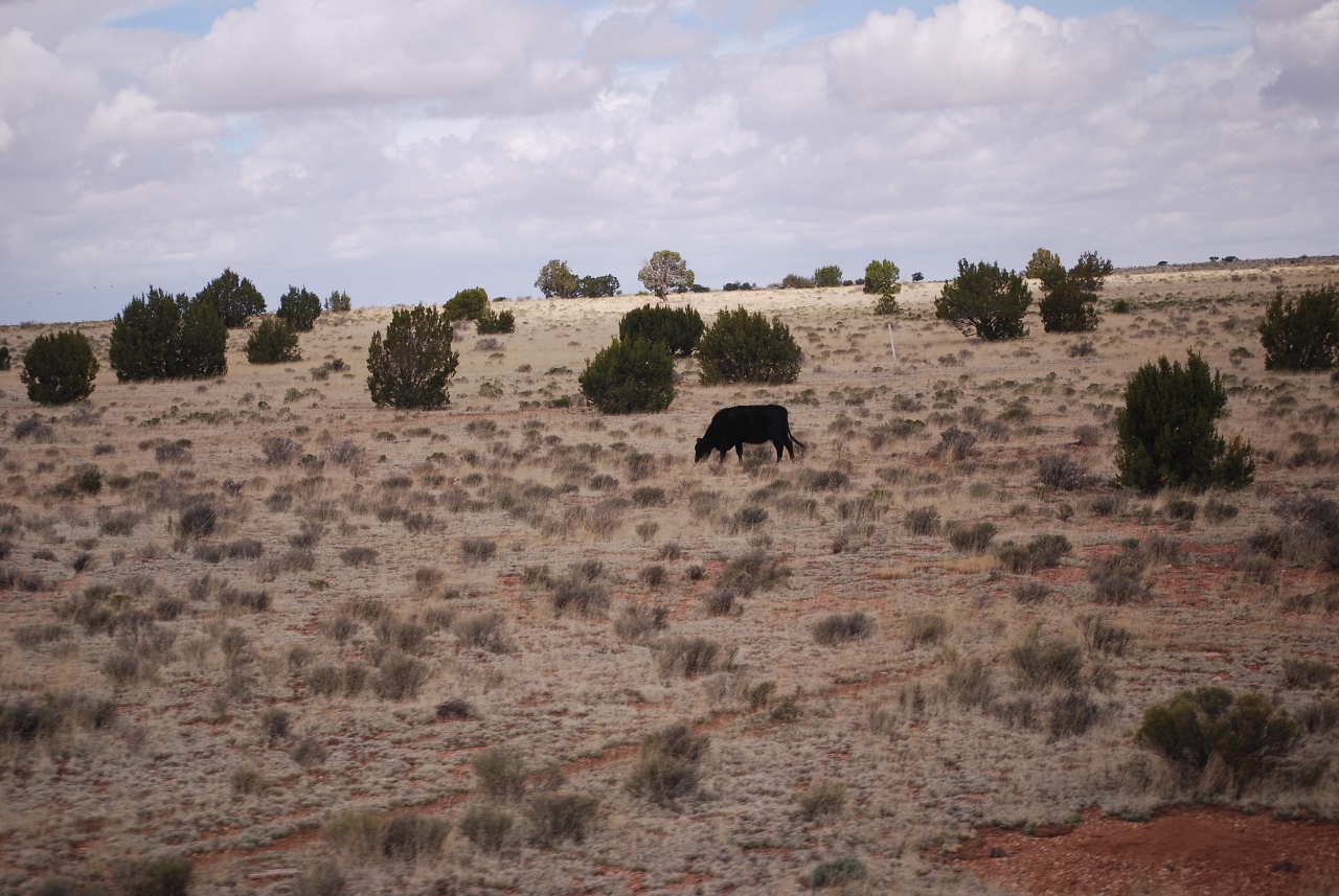 Simi Valley Corvettes