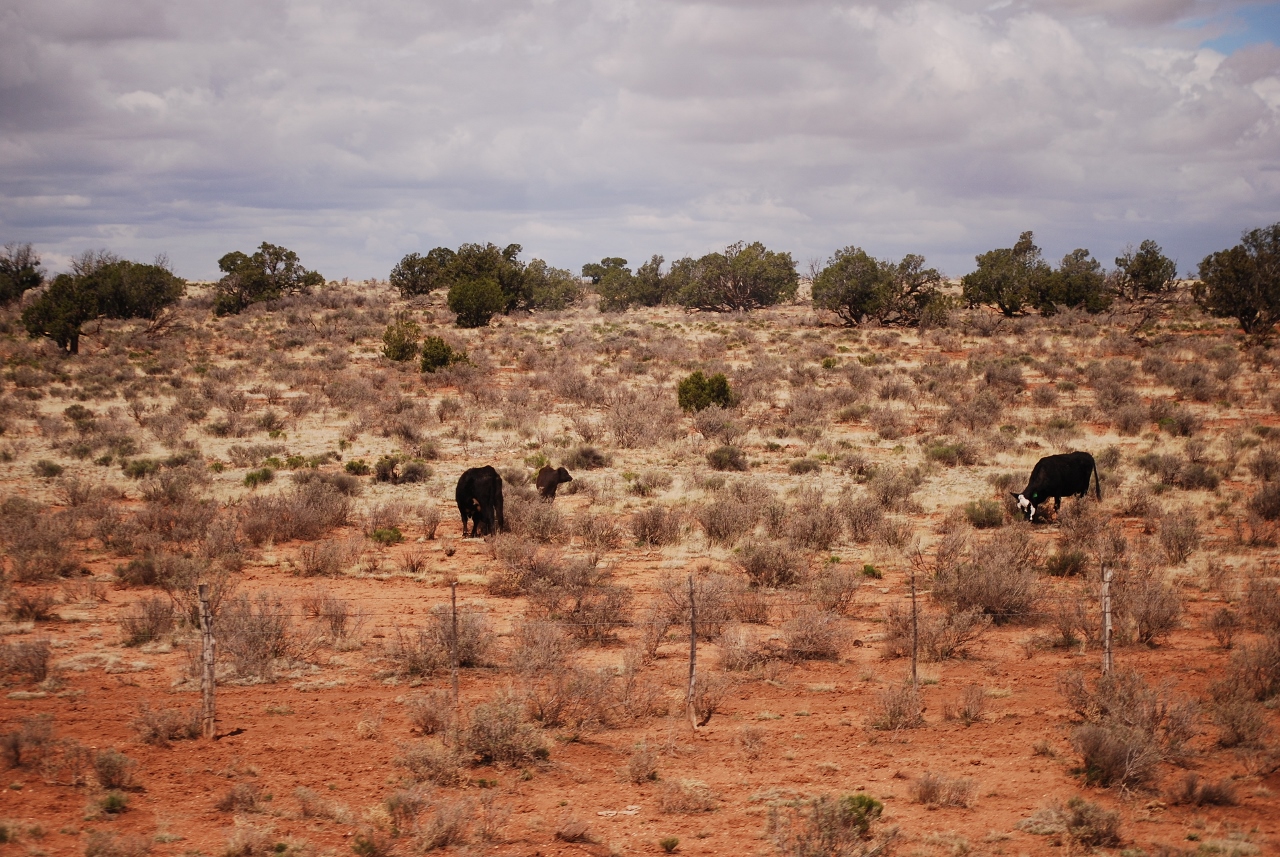 Simi Valley Corvettes