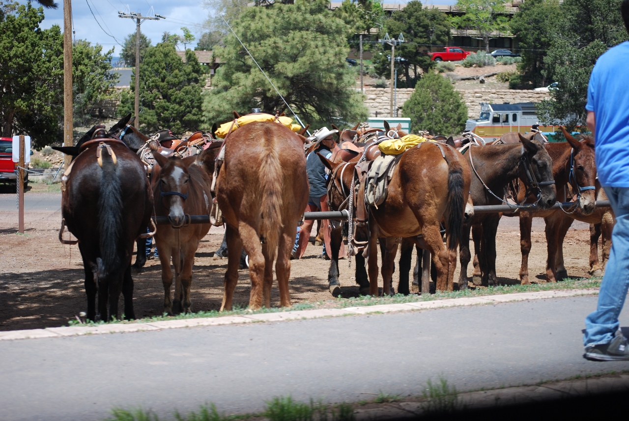 Simi Valley Corvettes