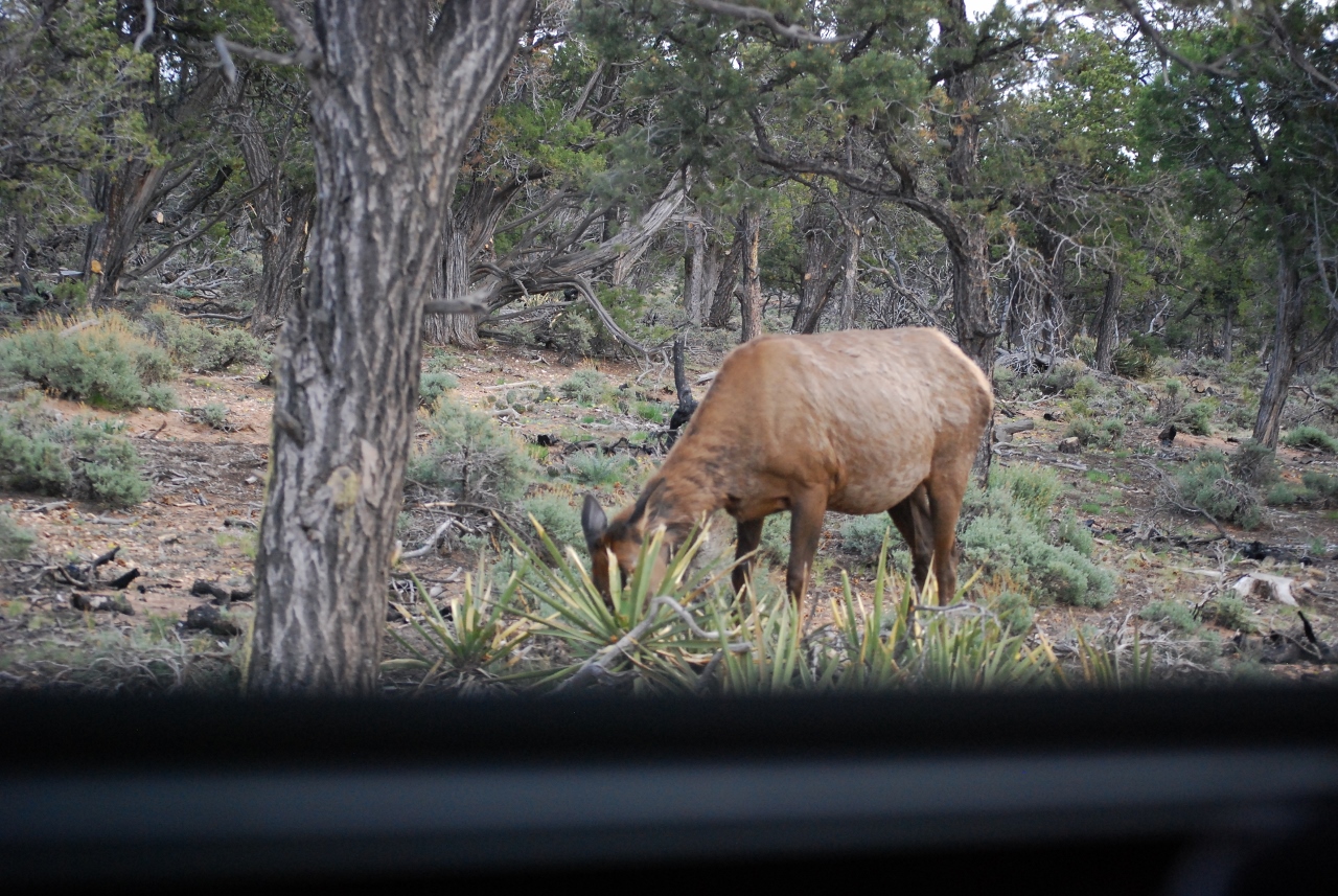 Simi Valley Corvettes
