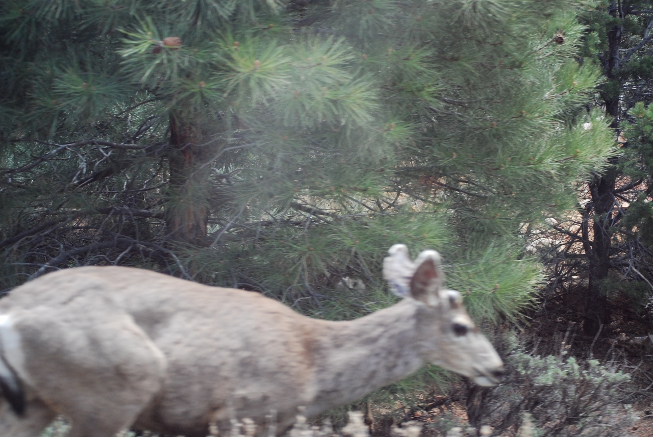 Simi Valley Corvettes