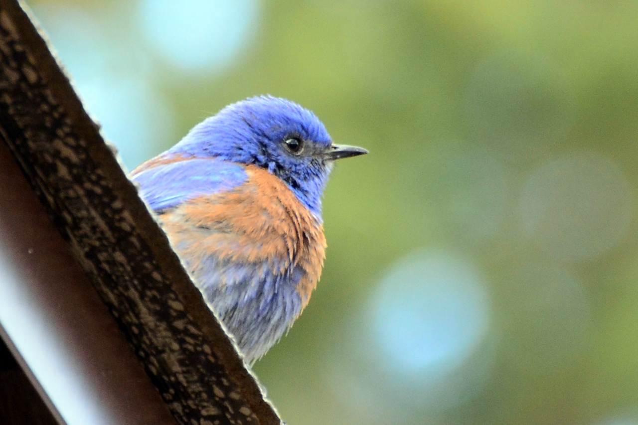 Simi Valley Corvettes