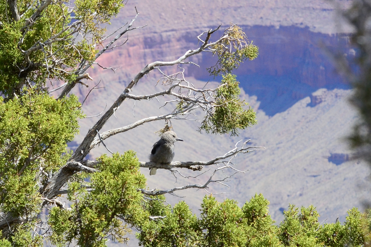 Simi Valley Corvettes