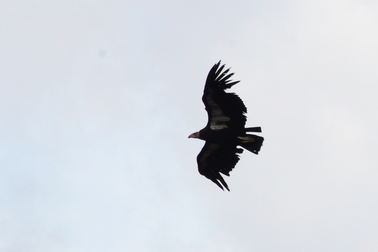 Simi Valley Corvettes