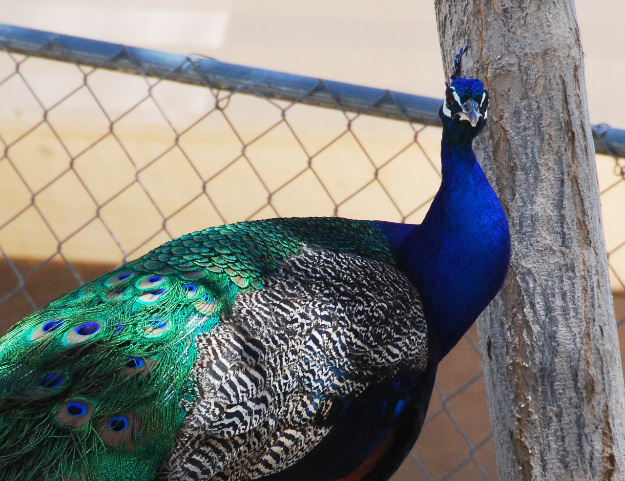 Simi Valley Corvettes