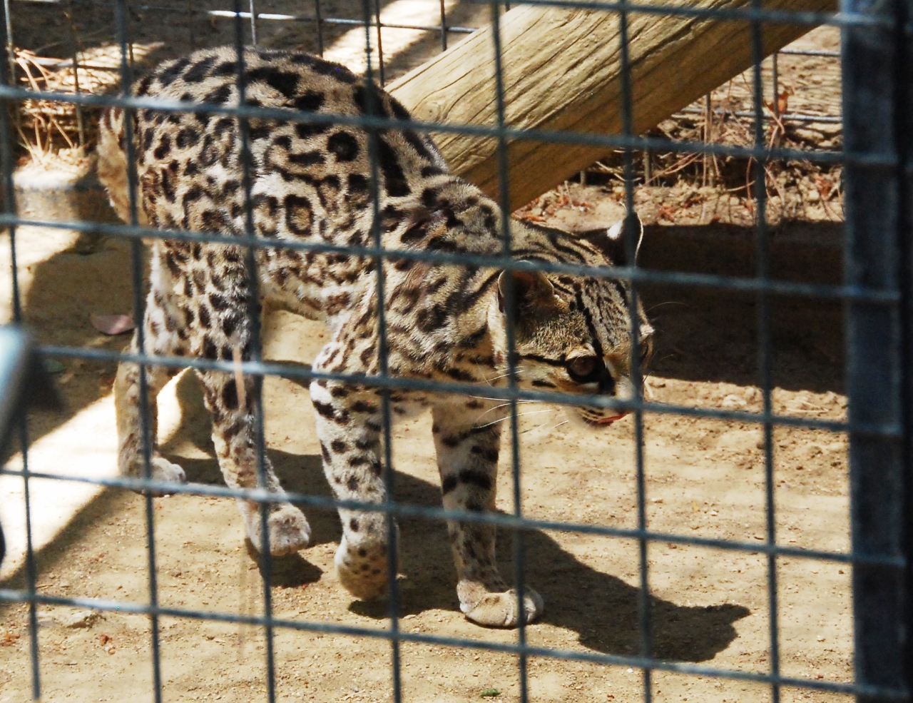 Simi Valley Corvettes