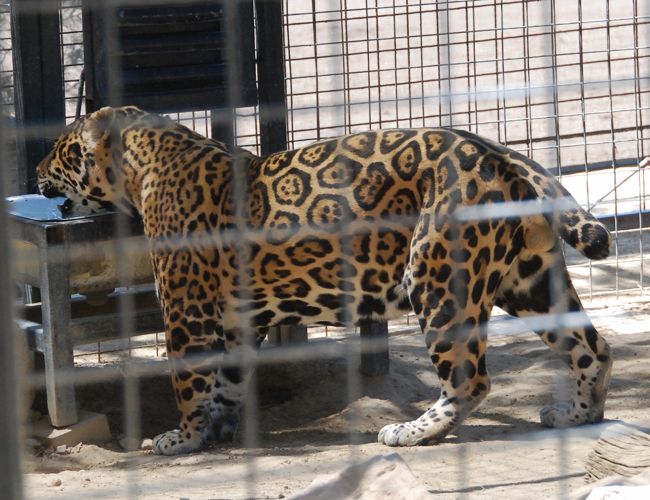 Simi Valley Corvettes