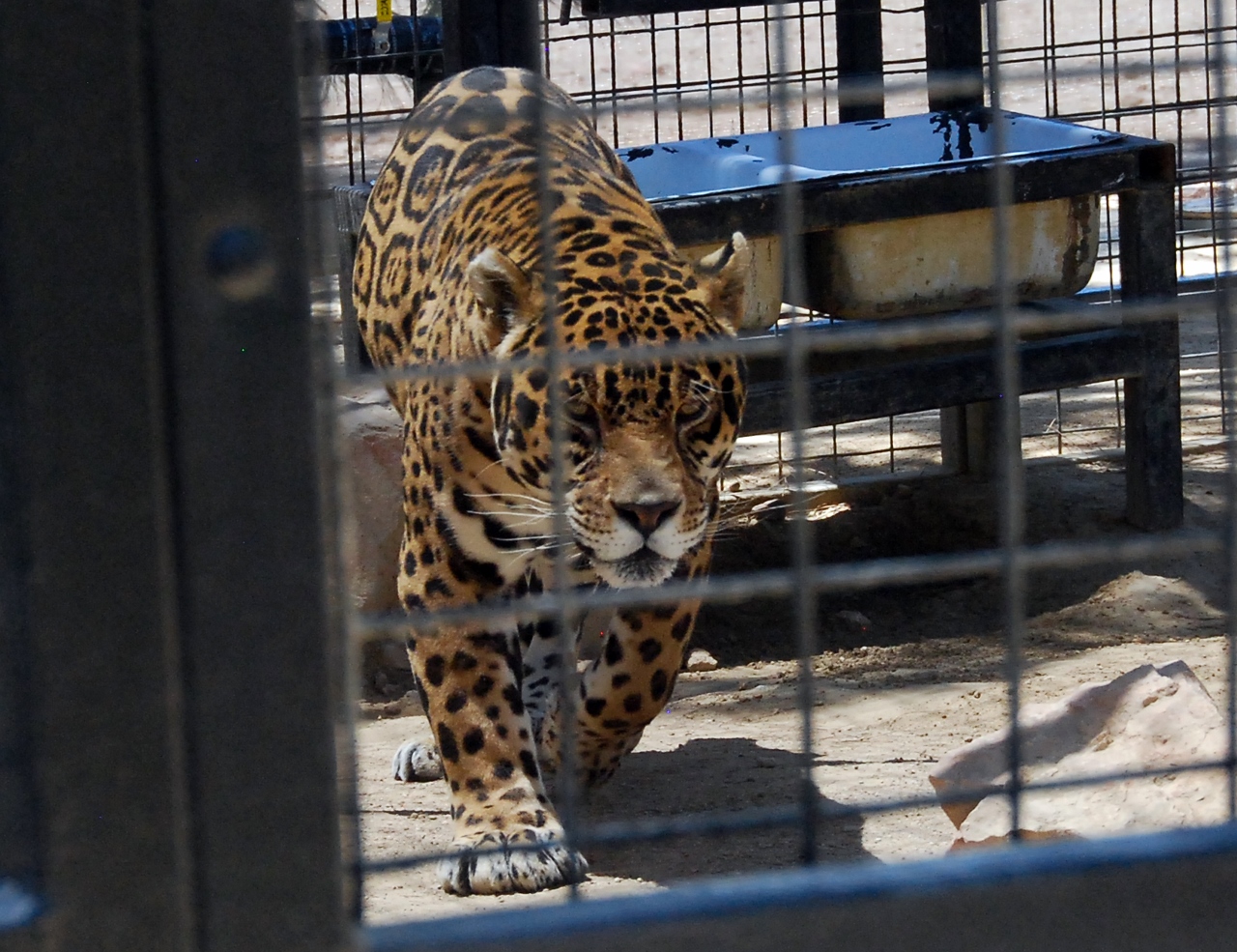Simi Valley Corvettes