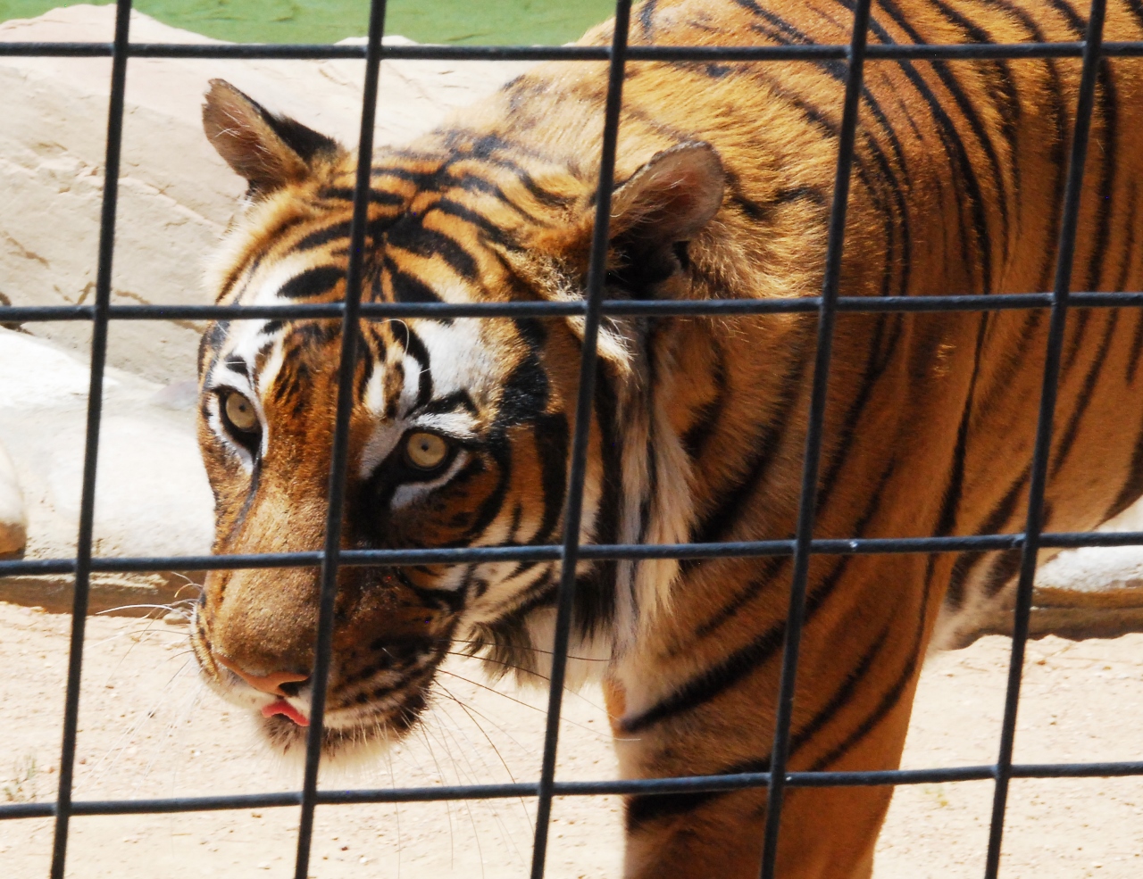 Simi Valley Corvettes