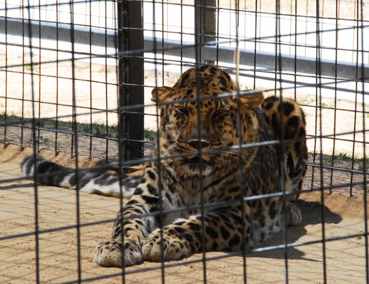 Simi Valley Corvettes
