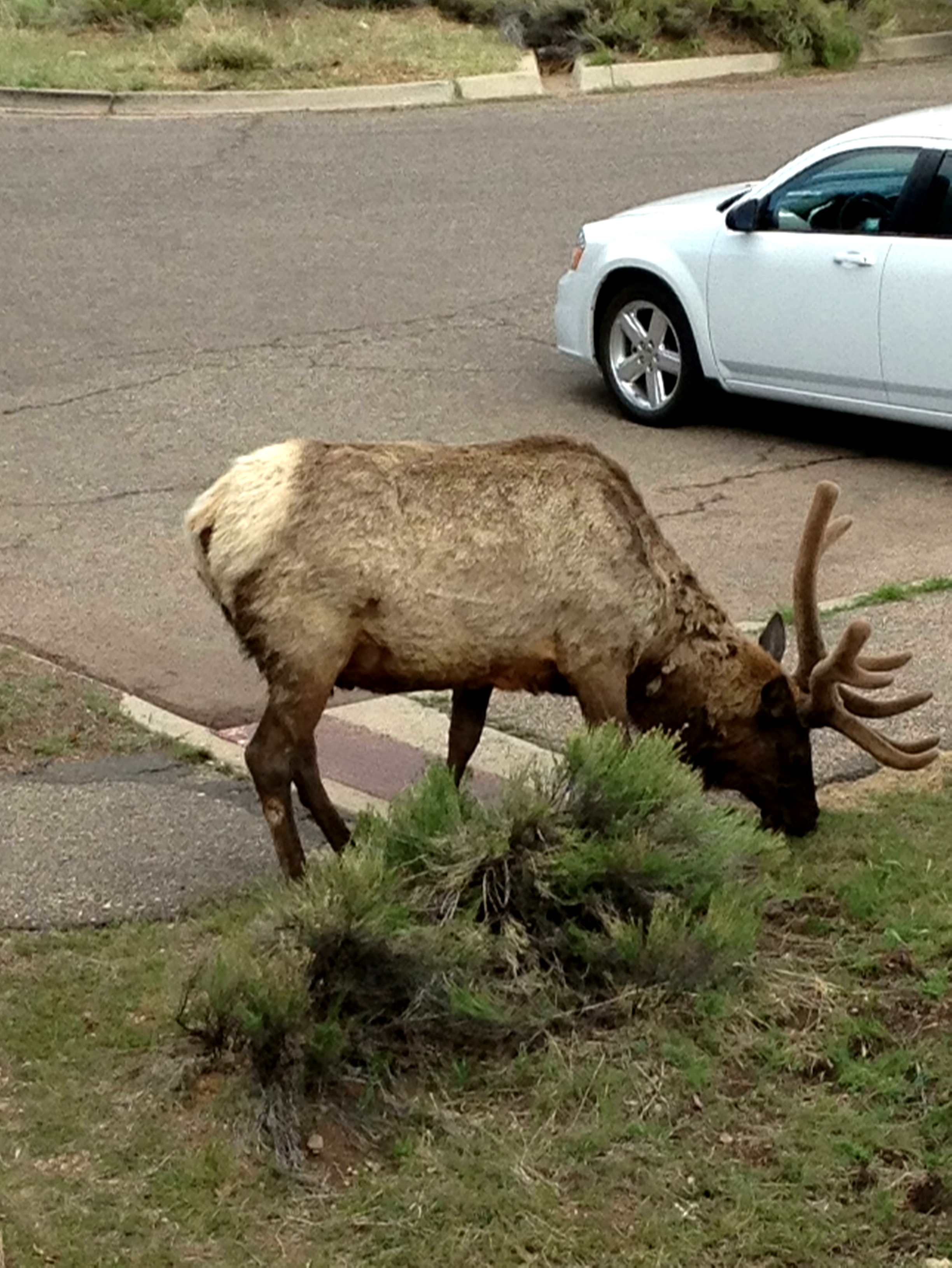 Simi Valley Corvettes