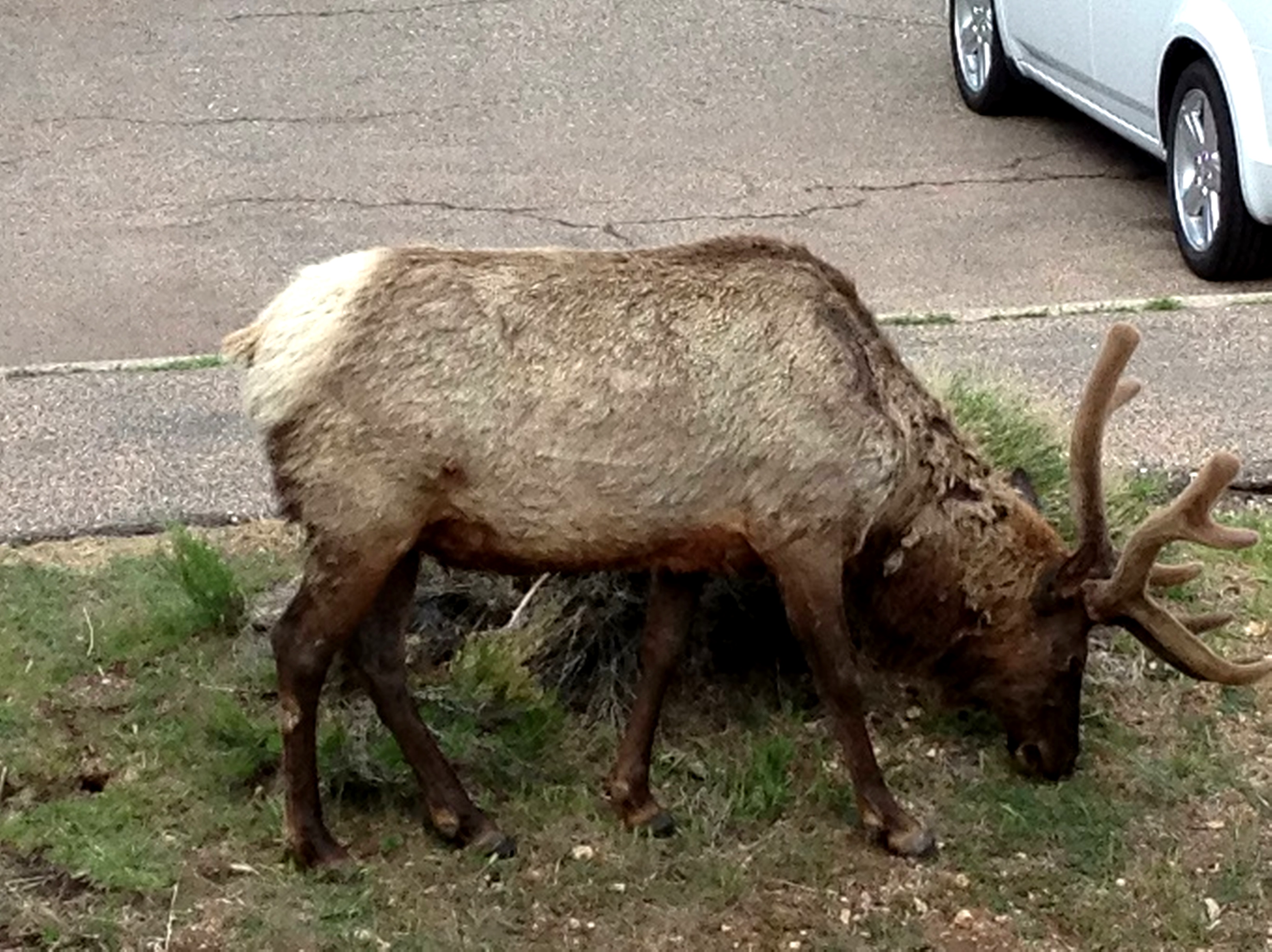 Simi Valley Corvettes