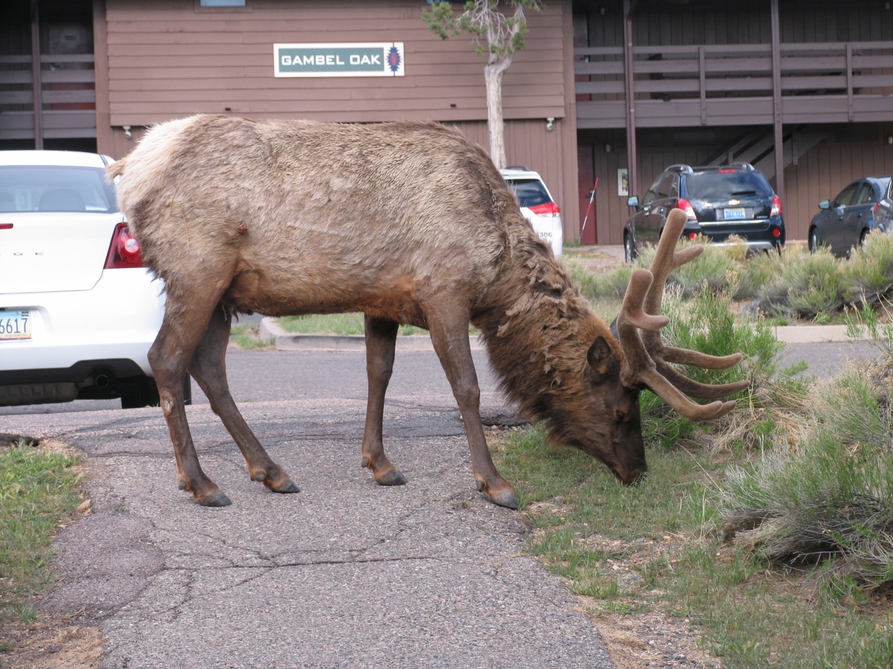 Simi Valley Corvettes