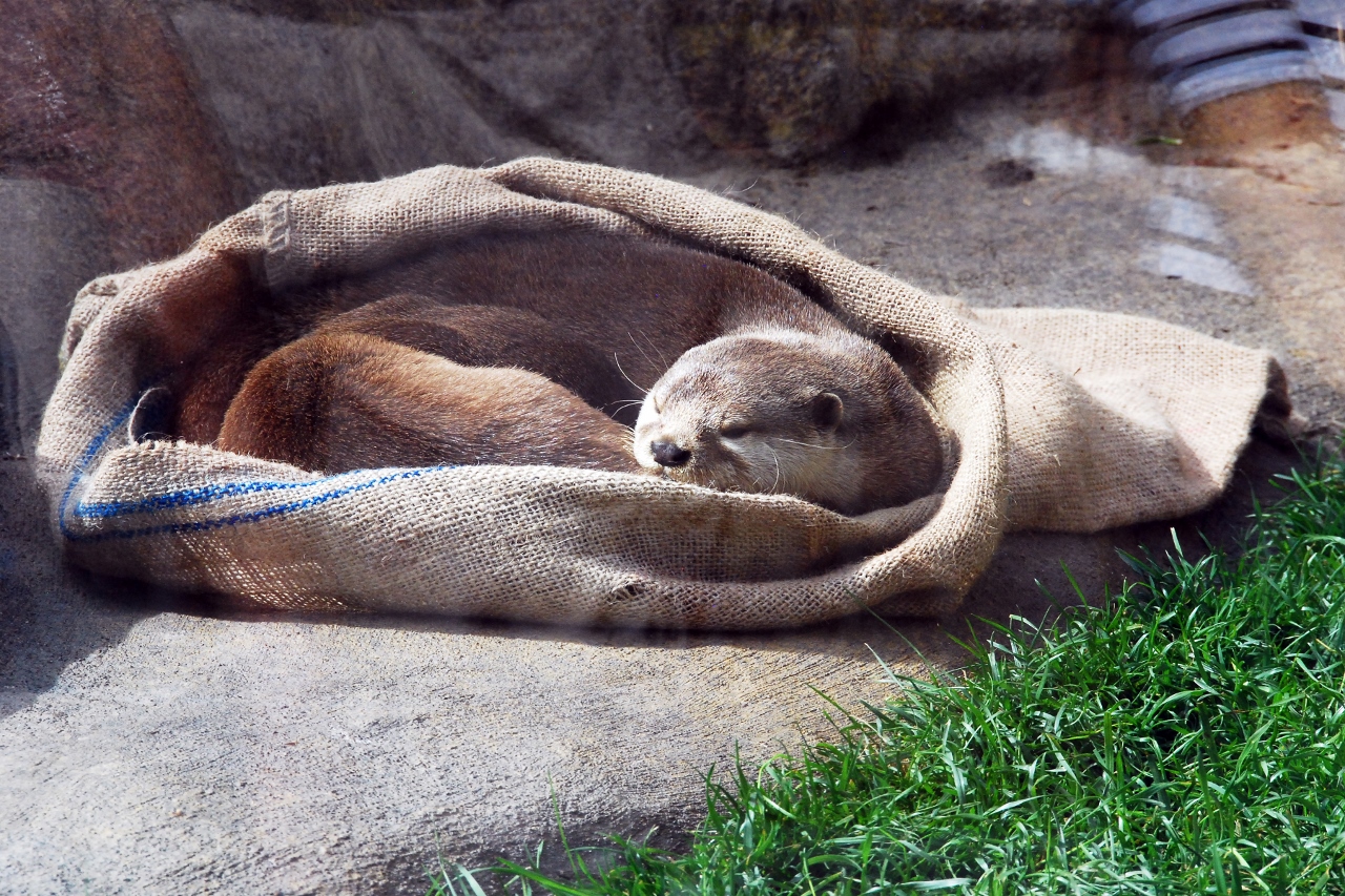 Simi Valley Corvettes