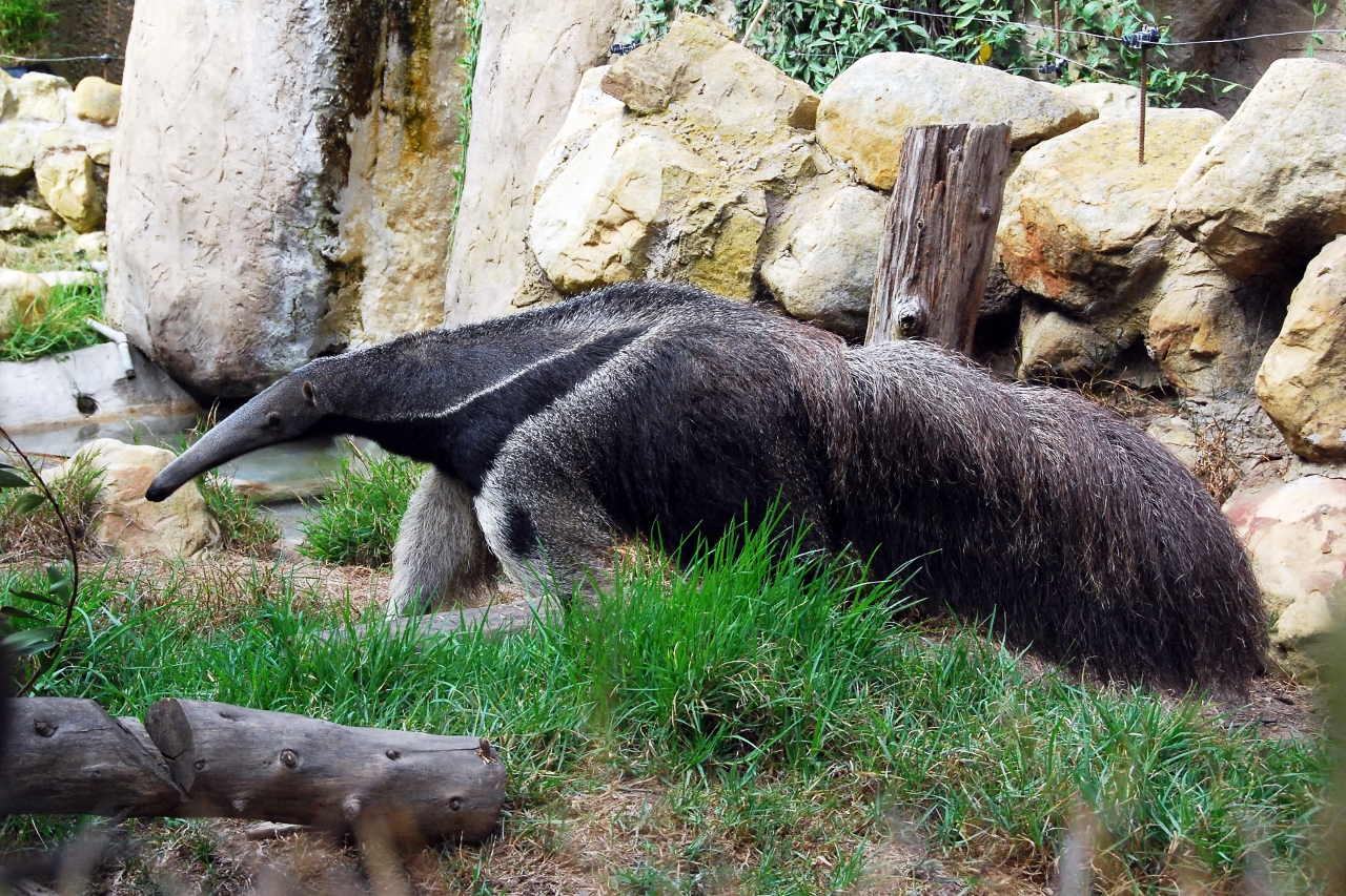 Simi Valley Corvettes