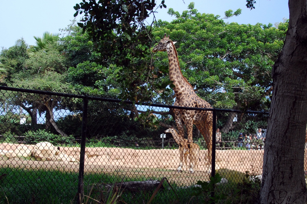 Simi Valley Corvettes
