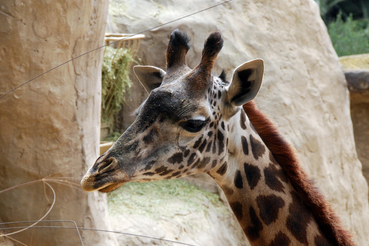 Simi Valley Corvettes