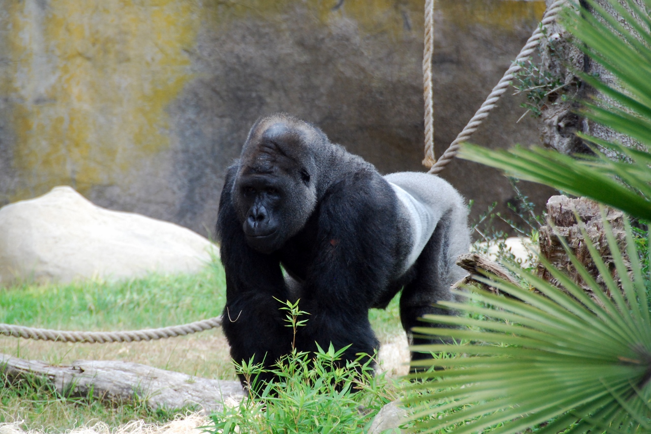 Simi Valley Corvettes