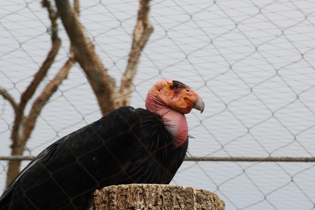 Simi Valley Corvettes