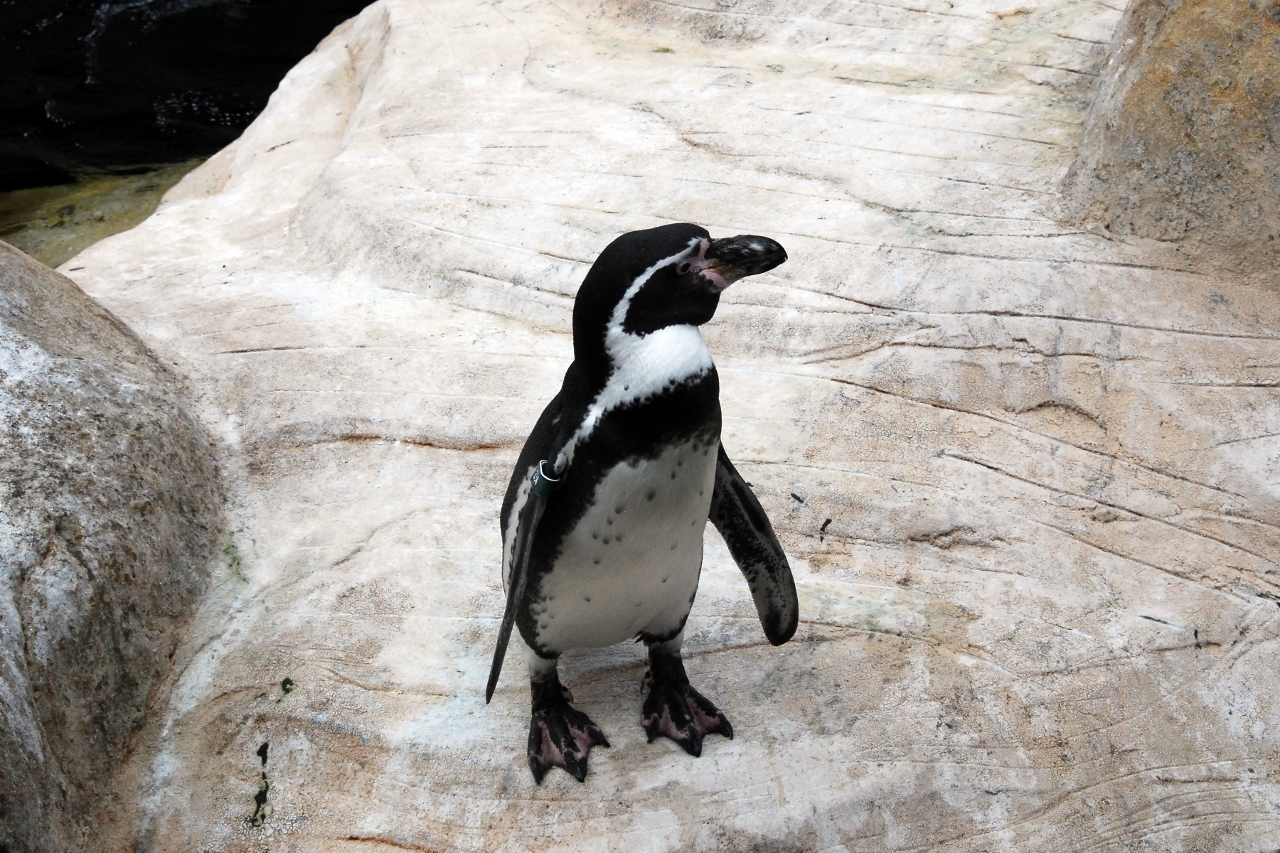 Simi Valley Corvettes