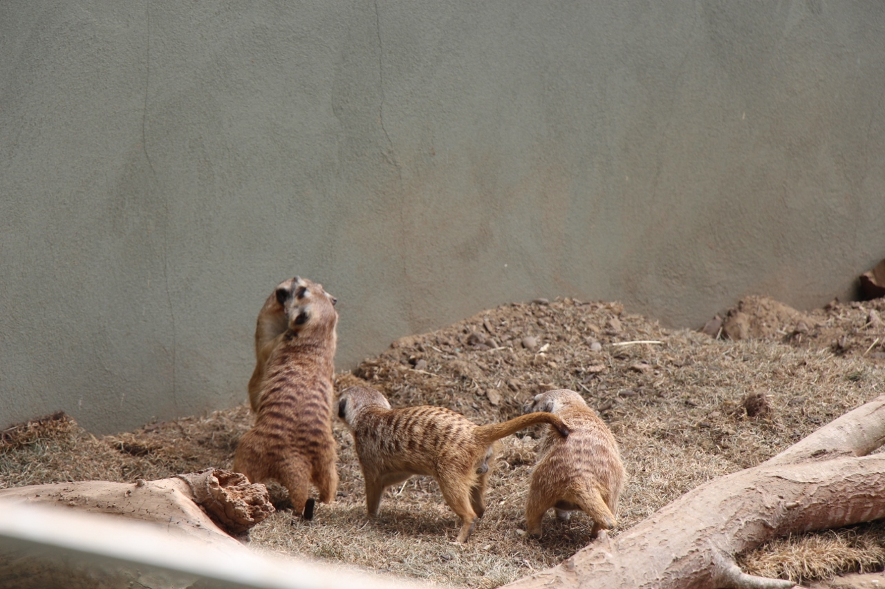 Simi Valley Corvettes