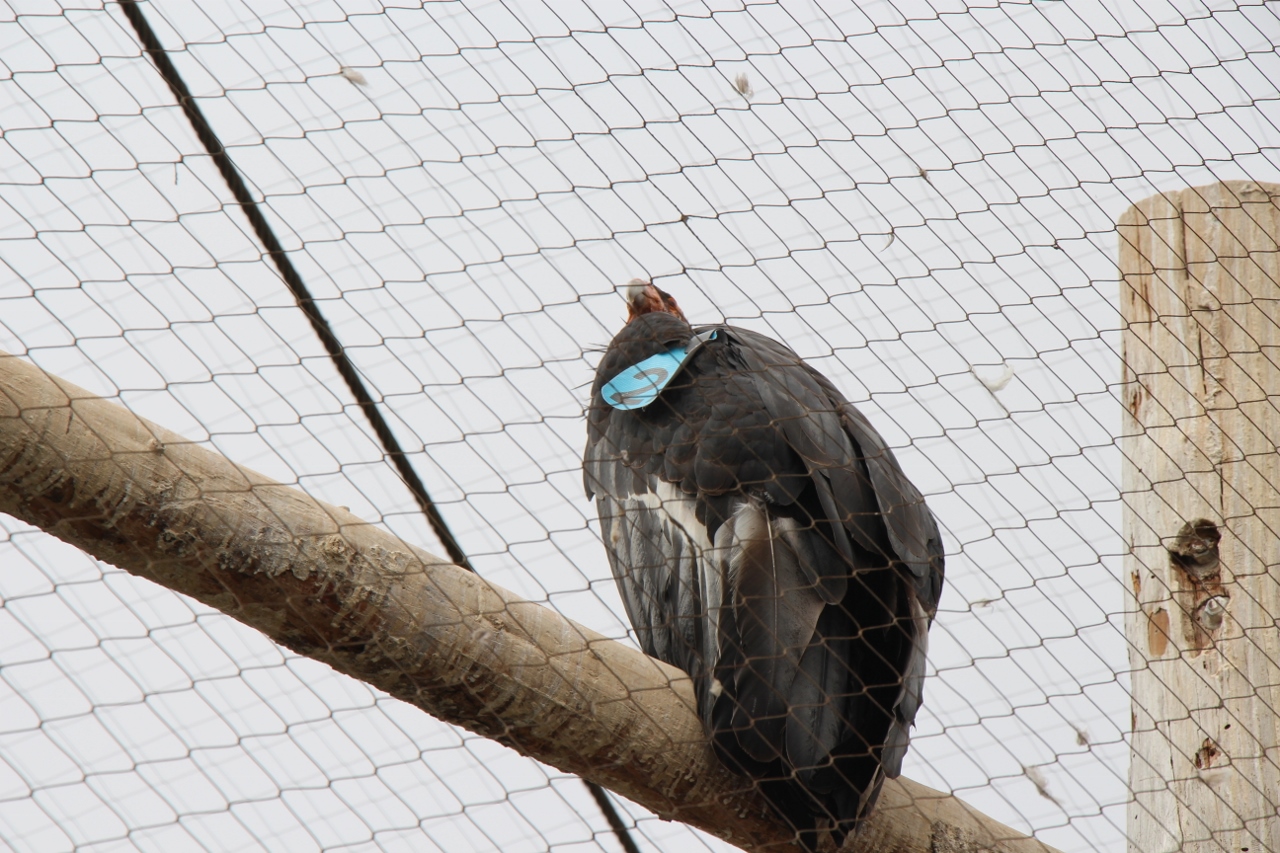 Simi Valley Corvettes