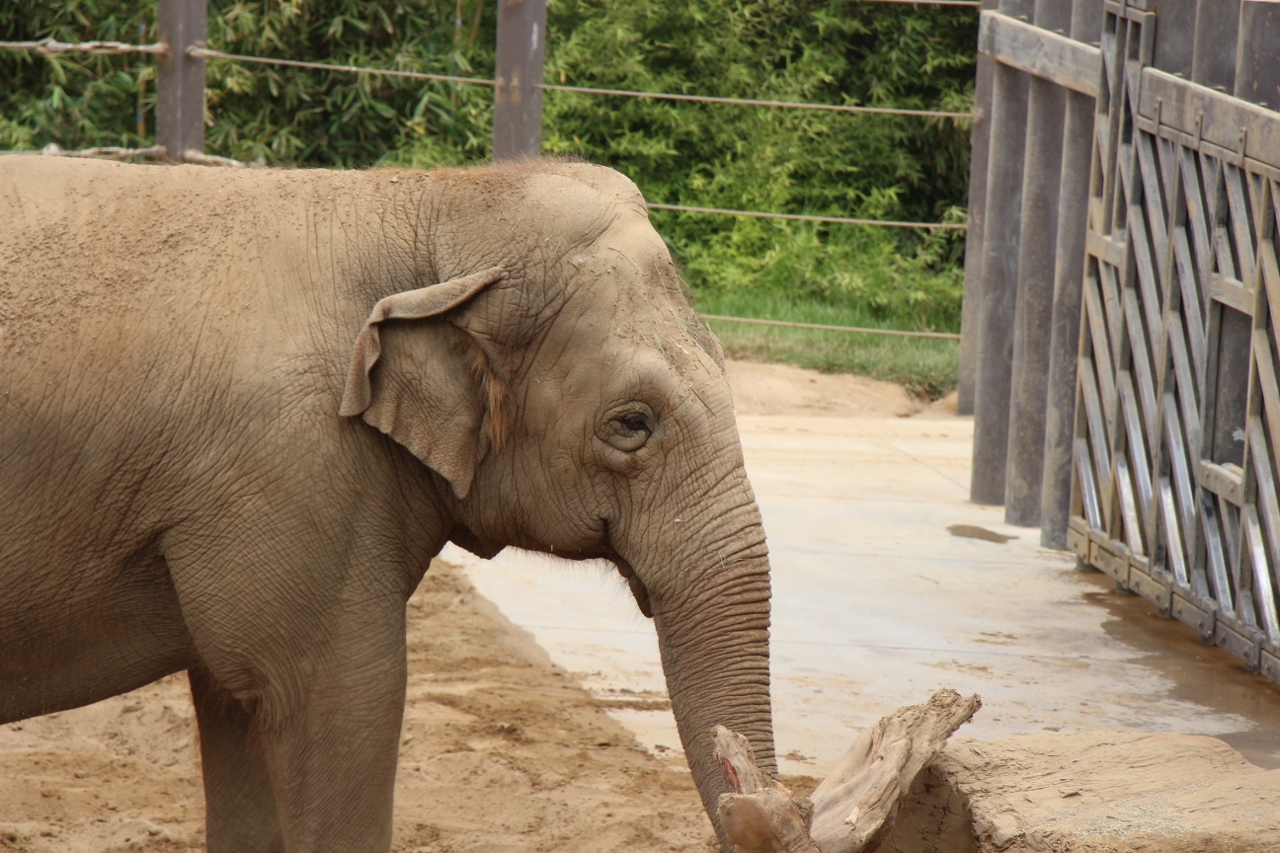 Simi Valley Corvettes
