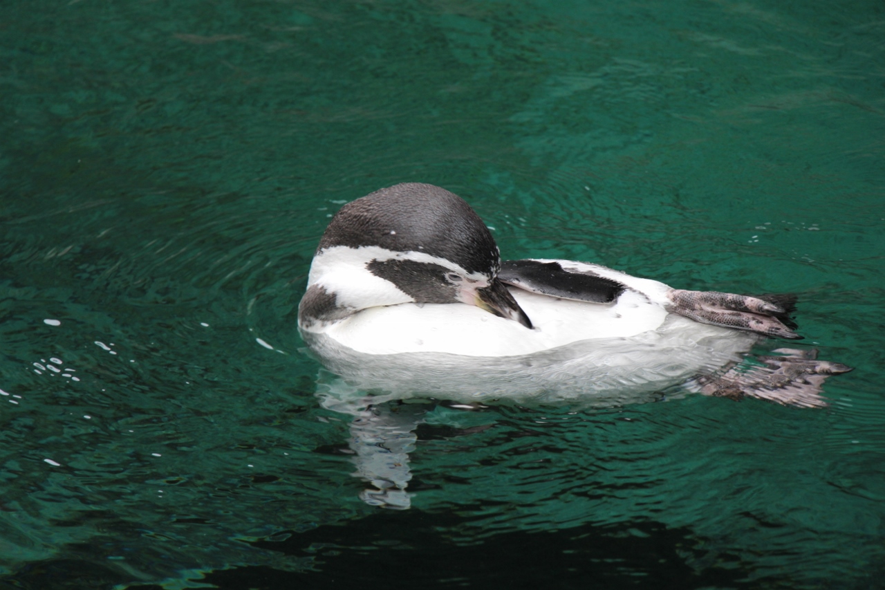 Simi Valley Corvettes