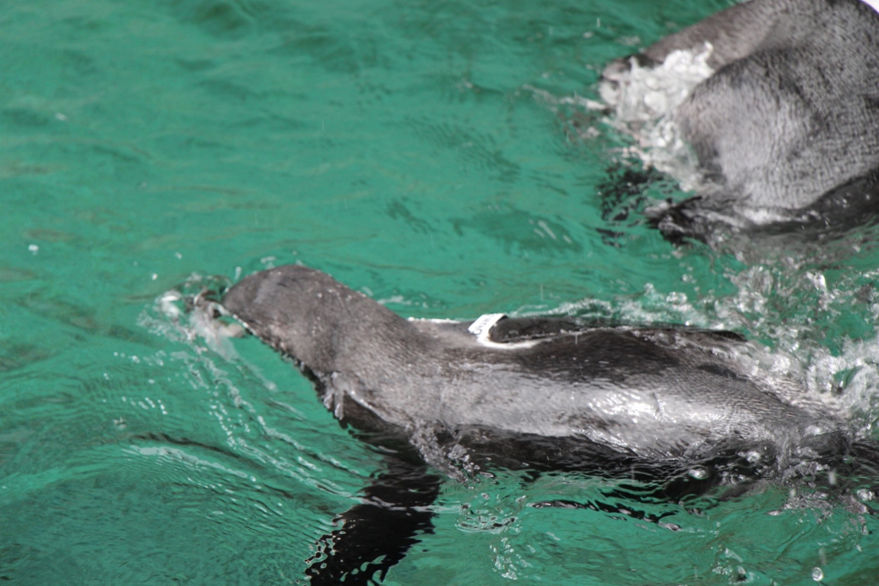 Simi Valley Corvettes