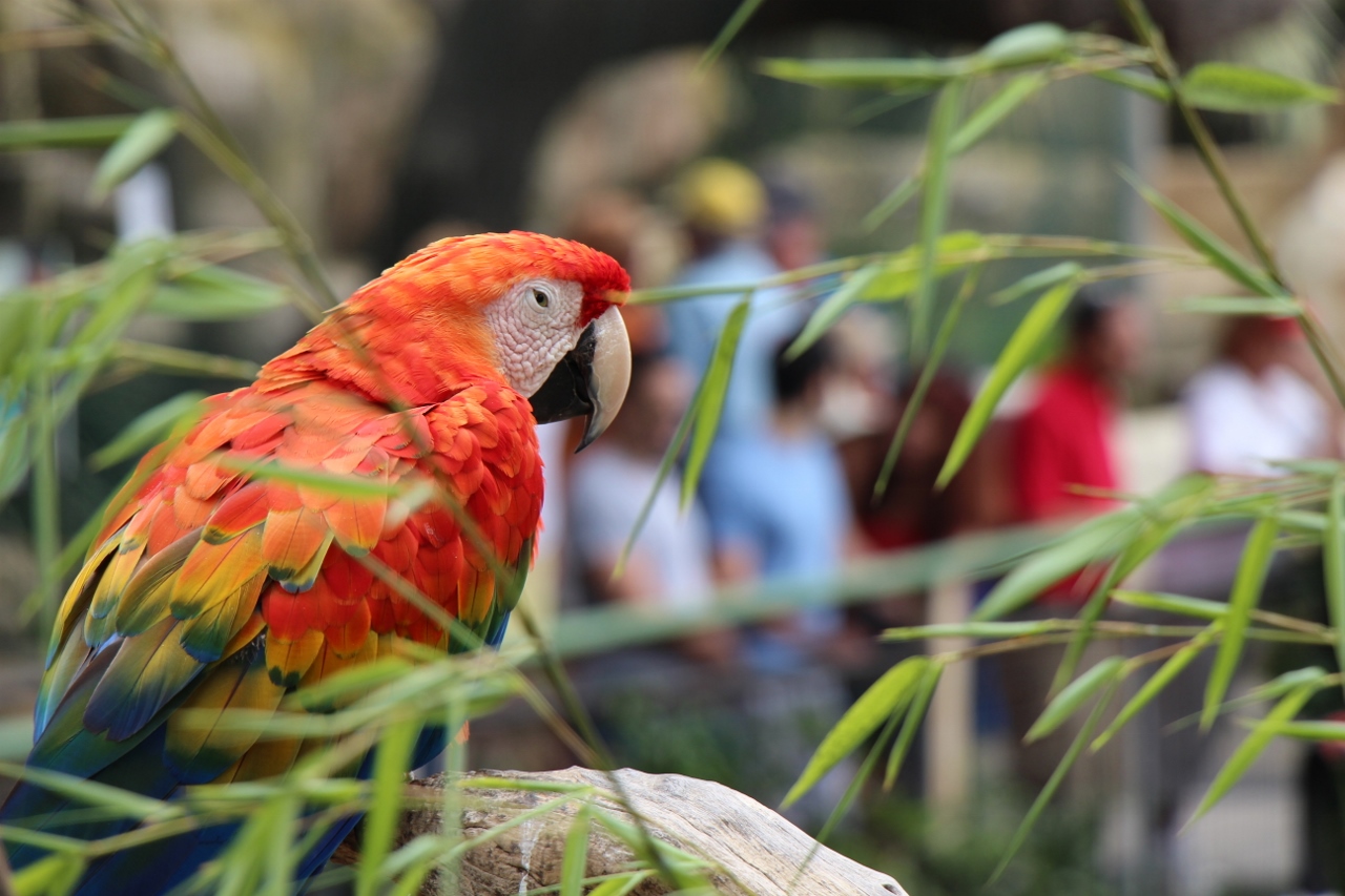 Simi Valley Corvettes