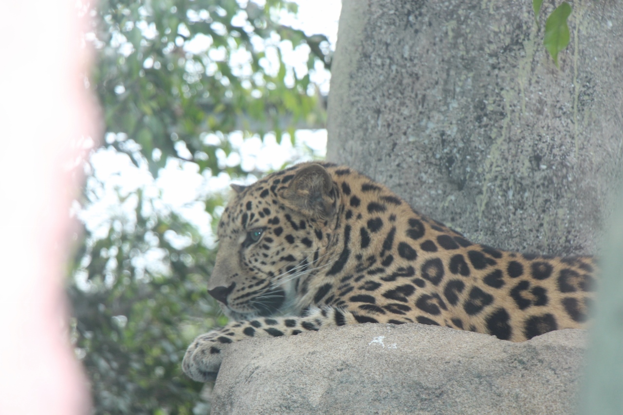 Simi Valley Corvettes