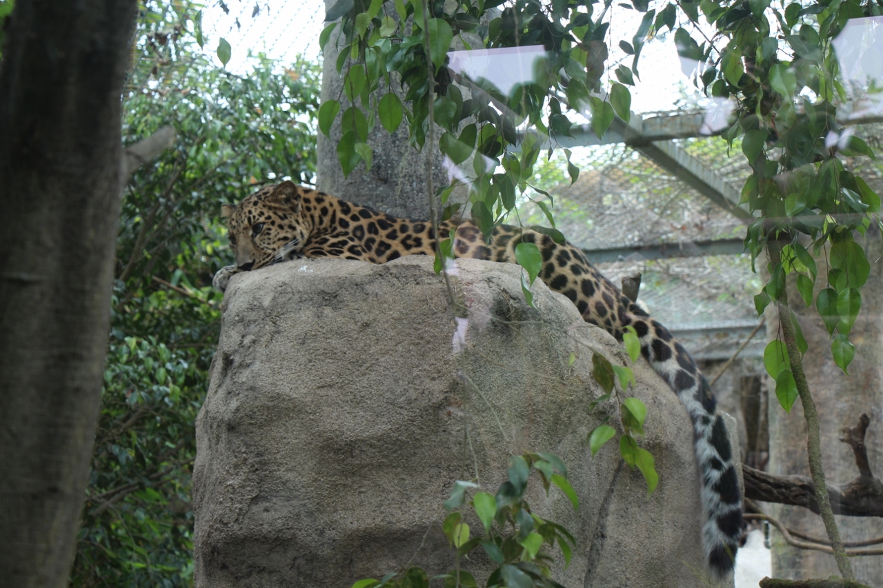 Simi Valley Corvettes