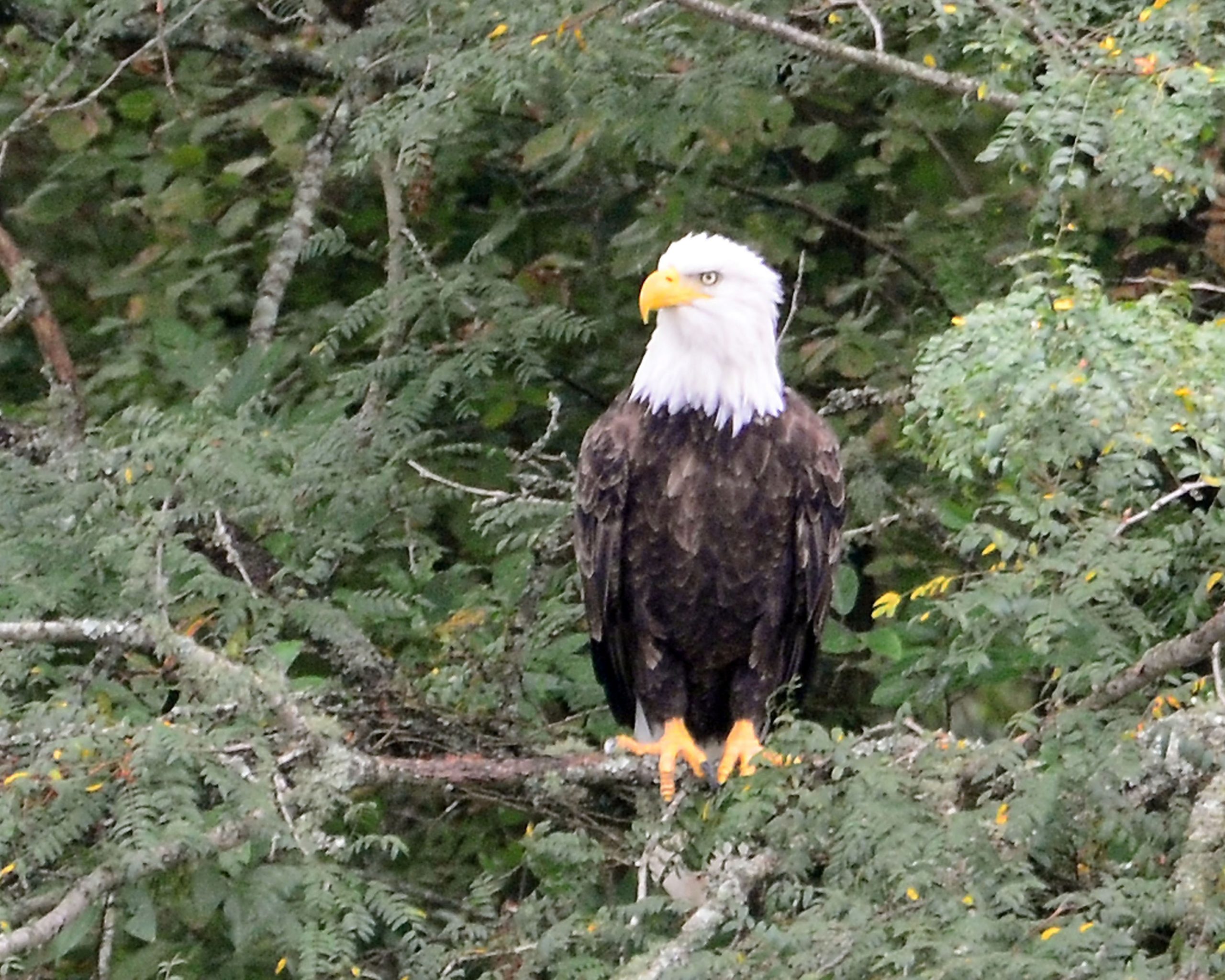 Simi Valley Corvettes