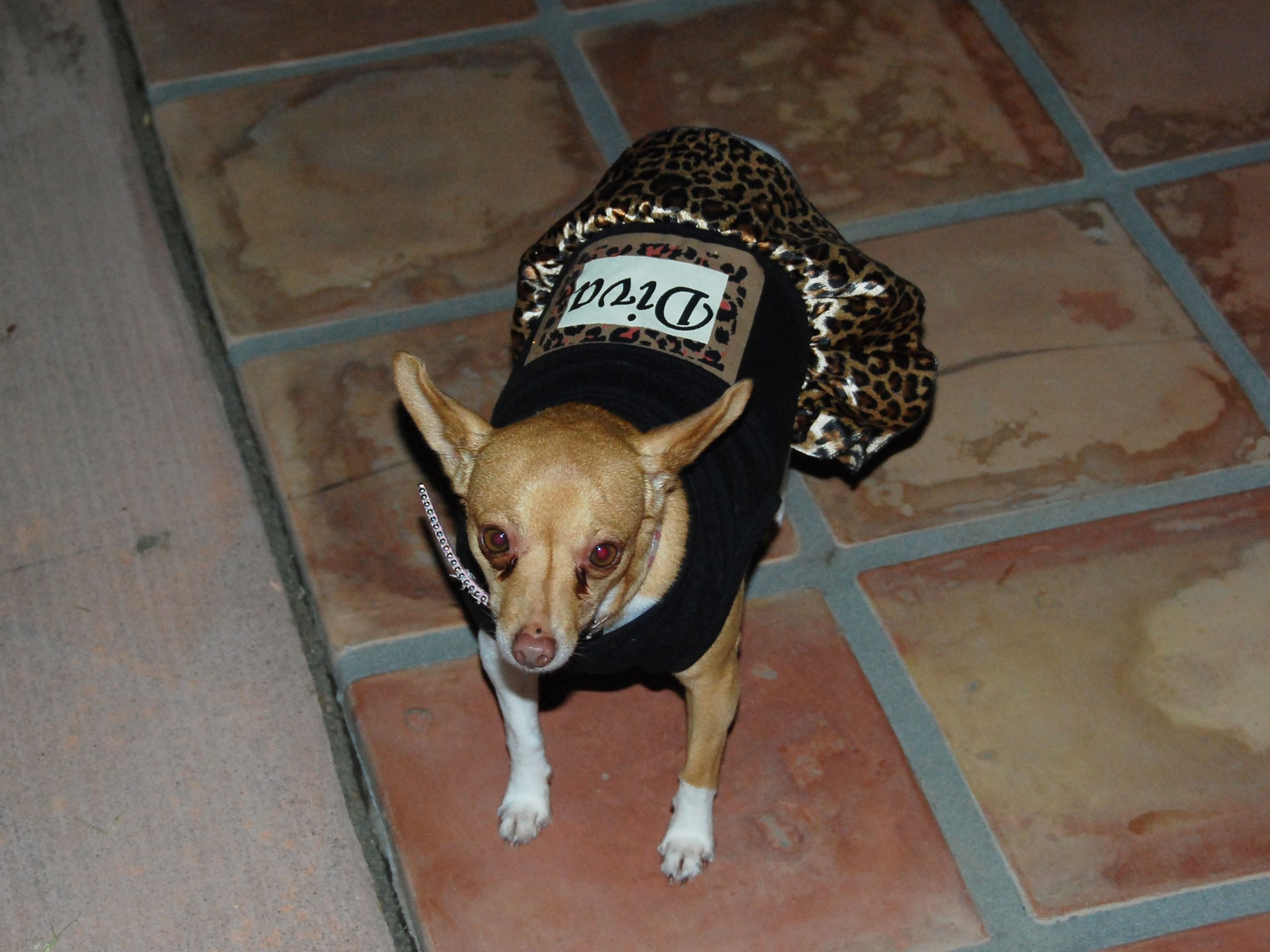 Simi Valley Corvettes