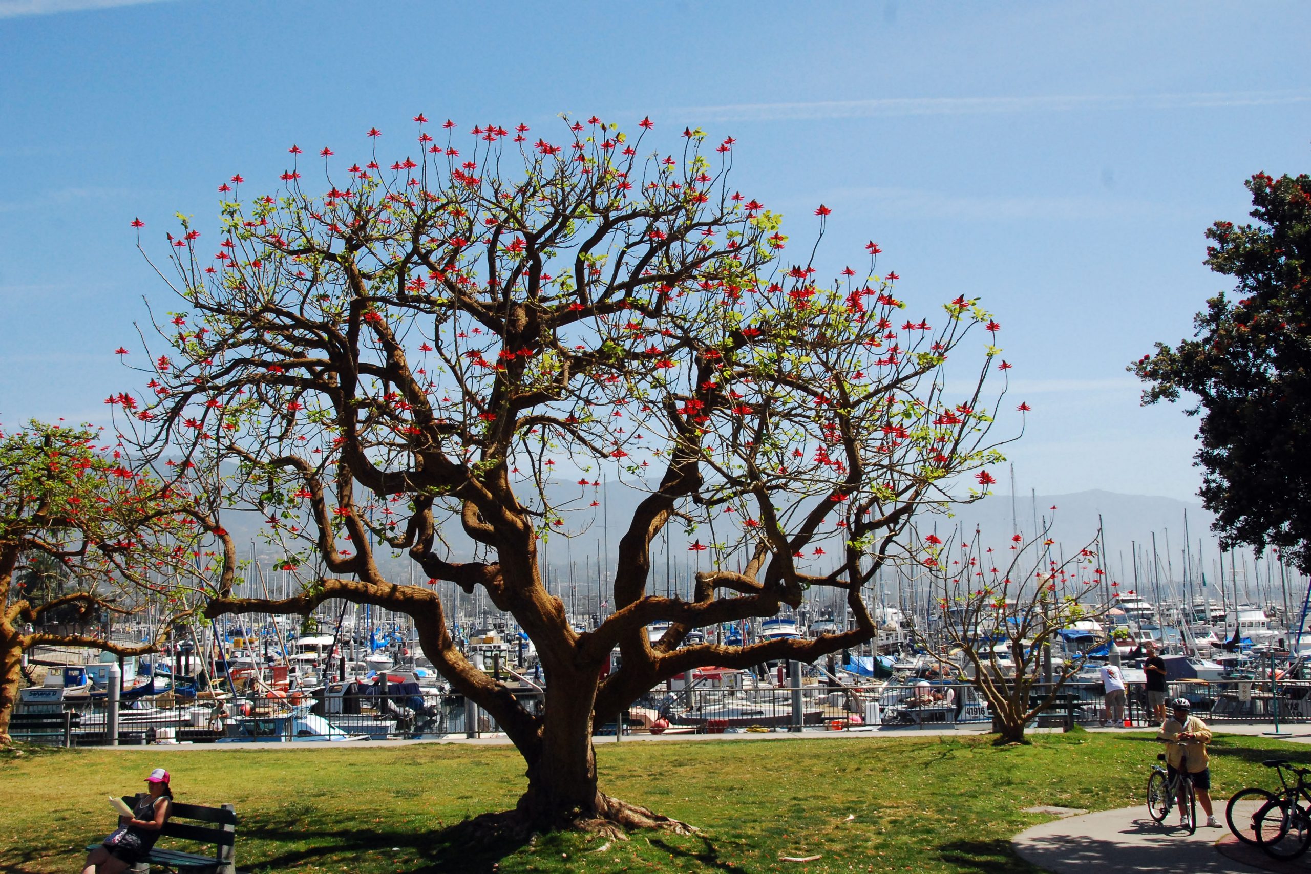 Simi Valley Corvettes